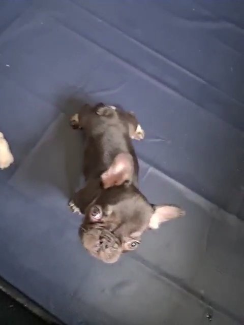 ready now French bulldogs in Walsall