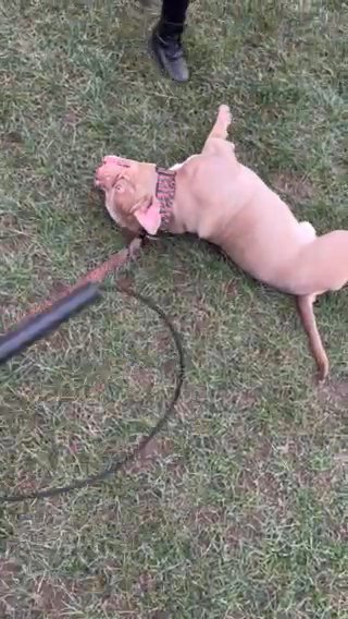Micro Bully in Wakefield