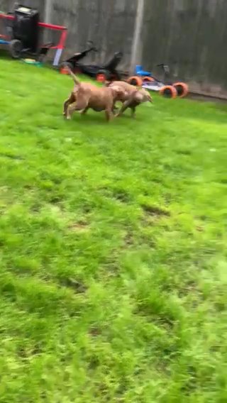 Quality XL bully puppy. Last female left lilac tri ABKC in Telford and Wrekin