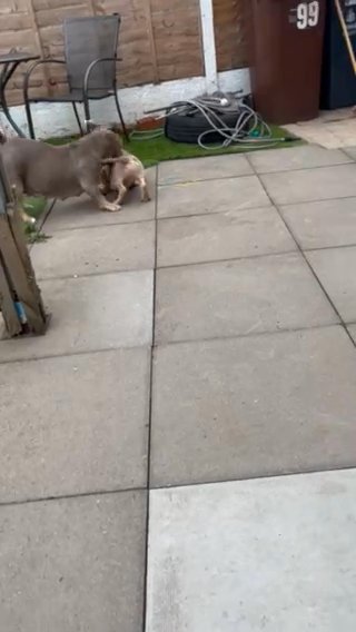 Micro Exotic Bully 15 WksOld in Birmingham