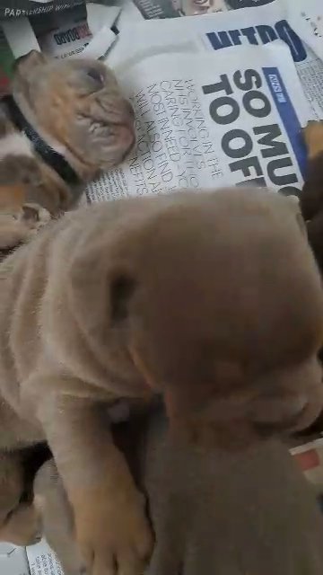 kc reg English bulldog puppies in Basildon