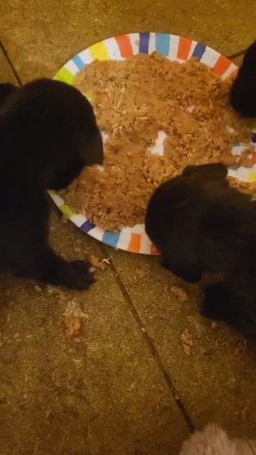 puppies in Braintree