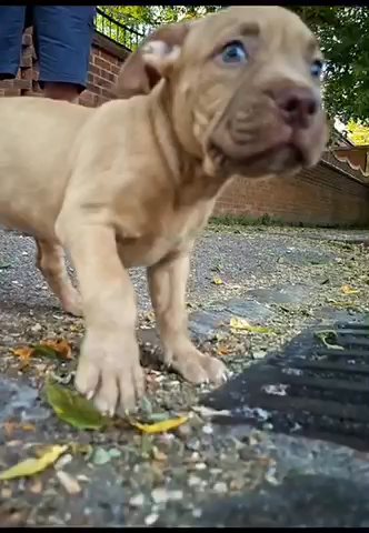 Rafiki AKA Lil Raphz in London