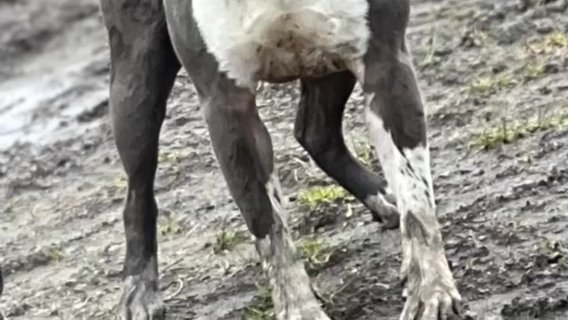 Male Bully in Calderdale