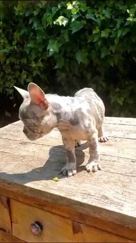 French Bulldog in Bury