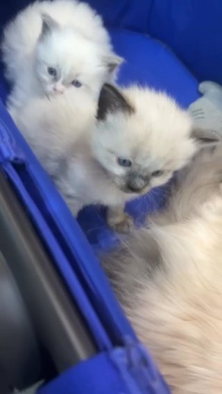 Ragdoll Kittens 3 Females A in Rossendale