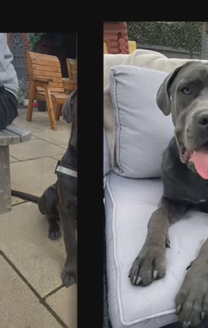 9month Male Cane Corso in Burnley
