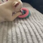 French Bulldog  Puppy in Gloucester