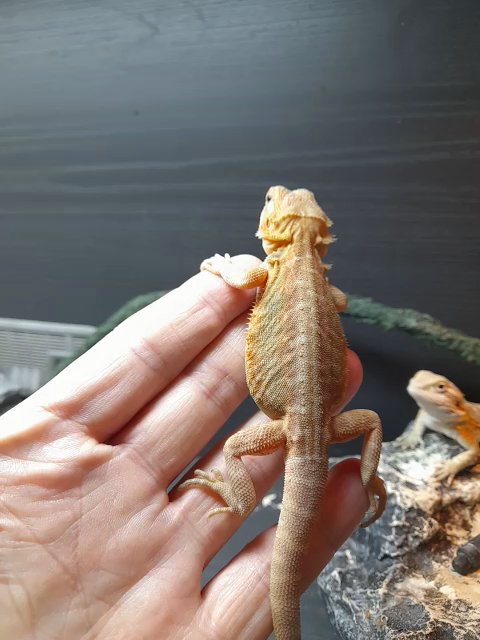 red/orange blue bar hypo translucent 100% het zero bearded dragon in London