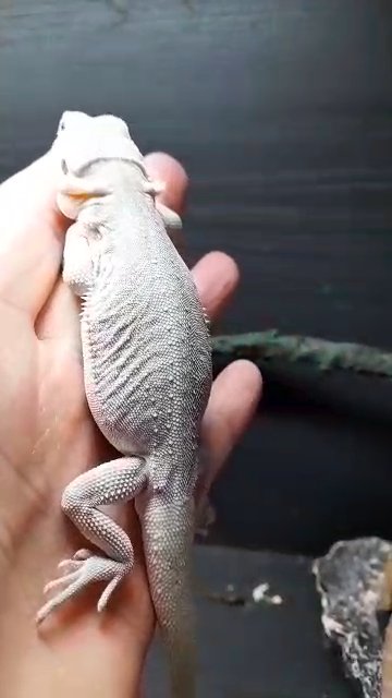 hypo zero 100% het translucent bearded dragon in London