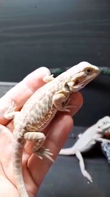 orange blue bar hypo 100% het translucent/zero bearded dragon. in London