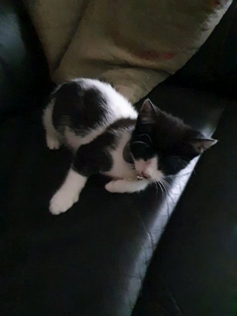 cat's in North Yorkshire