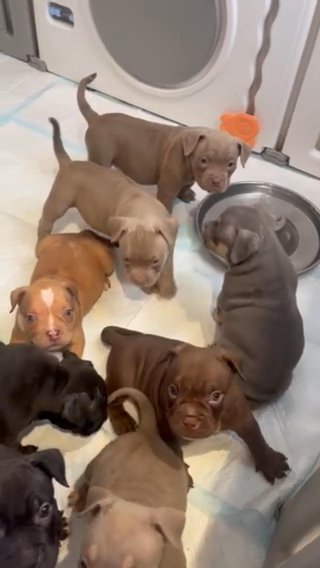 ABKC Reg Pocket Bully Pups For Sale in London