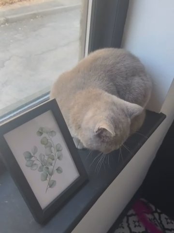 GCCF Active British shorthair kitten in Kirklees
