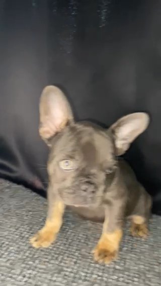 KC Registered French Bulldog Puppies in Leicester