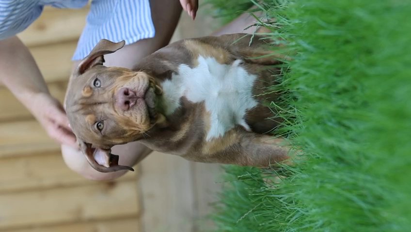 Chocolate tri male in London