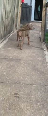 Xl Bully Last Pup Stunning Female, ABKC ,13 Weeks Old in Telford and Wrekin