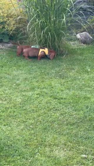 Miniature Dachshund Pup in Berkshire