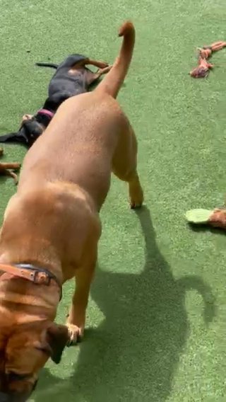 Miniature Dachshund Boy in Berkshire