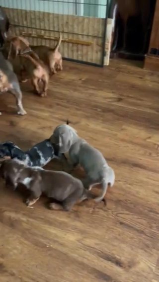 3 Miniature Dachshunds Left in Berkshire