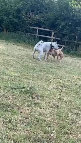 Female Pocket Bully ABKC REG in London