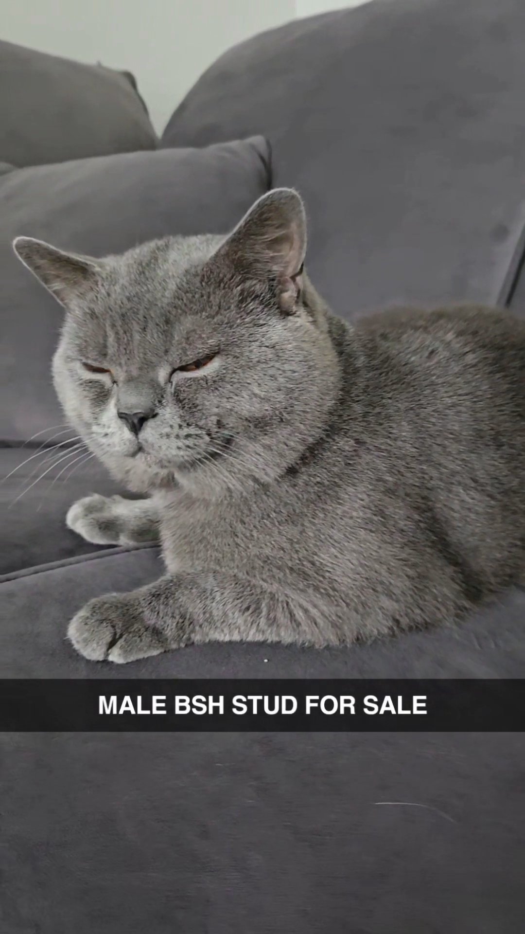 MALE BSH CAT FOR SALE in Manchester