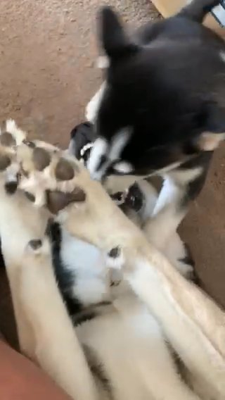 K C Registered Siberian Husky Puppies in London