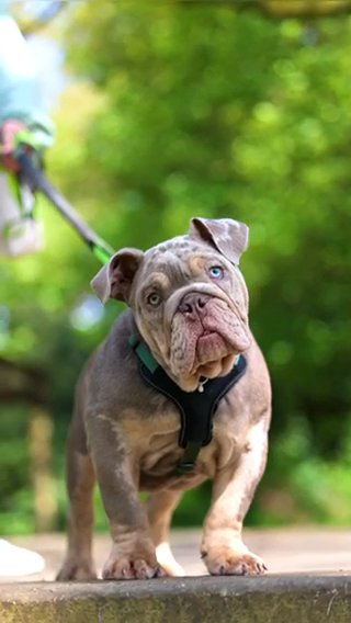 Bruce Lilac Tan Merle Full Suit British in Liverpool
