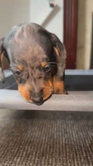Miniature Dachshund’s READY in Wigan