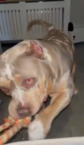 Pocket Bully in Sandwell