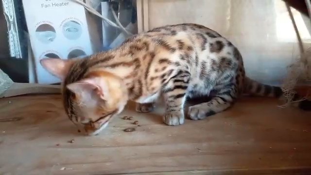 Active predigree Bengal female for breeding in London