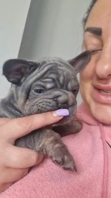 French bulldogs in Birmingham