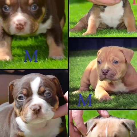 Pocket/micro Bullies in Kirklees