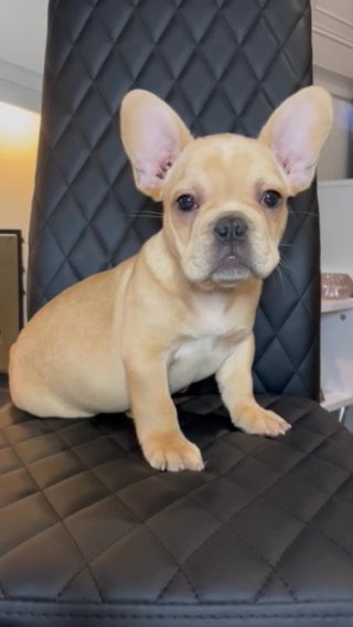 FRENCH BULLDOG MALE in Blackburn with Darwen