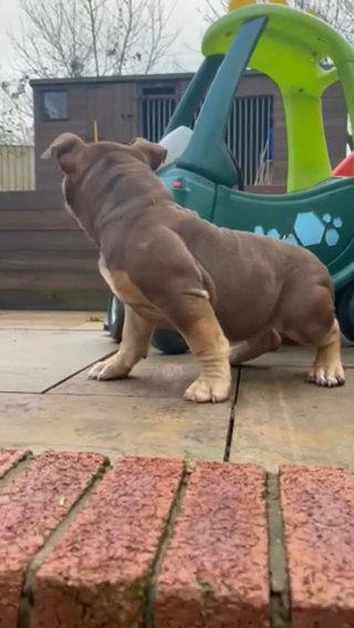 CHOC TRI AMERICAN BULLY BEAST!! in Blackburn with Darwen