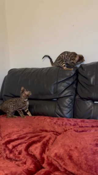 Pure-bred Bengal Kittens For Sale in London
