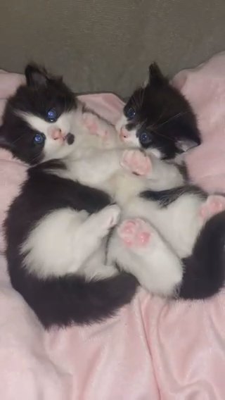 2 male kittens ready this week in Dudley