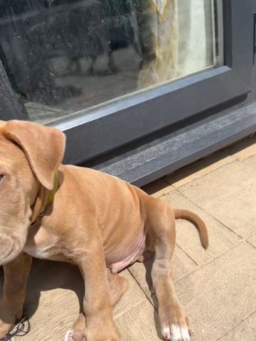 Female Lilac XL American Bully in Worcester