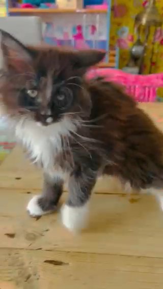 Mainecoon Girls in Hinckley and Bosworth