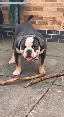 Free To Good Home KC Reg English Bulldog For Sale in North West Leicestershire