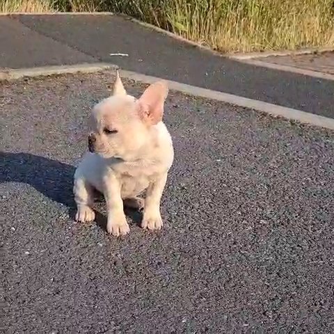 Blue wrapped in cream female french bulldog in Wolverhampton