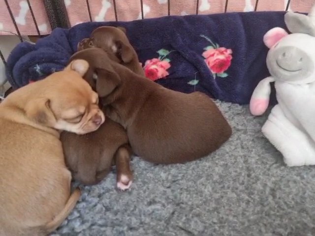 stunning pedigree chihuahuas in Conwy
