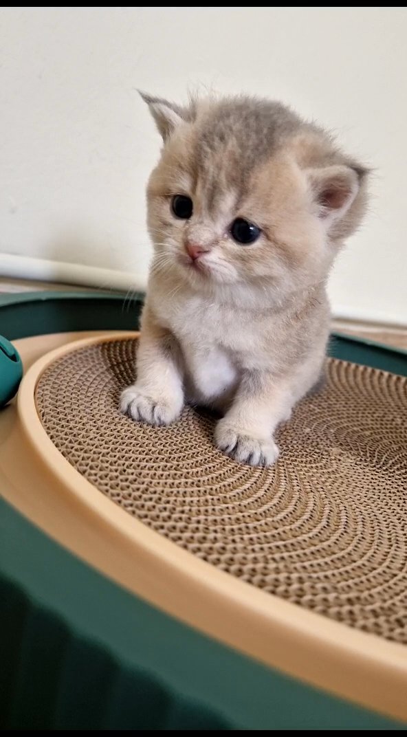 show quality blue golden british shorthair  female in Peterborough