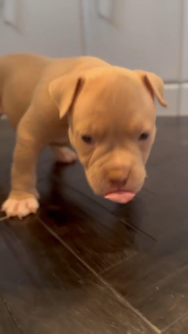 pocket bully in Middlesbrough