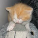 Ginger And White Kitten in South Buckinghamshire