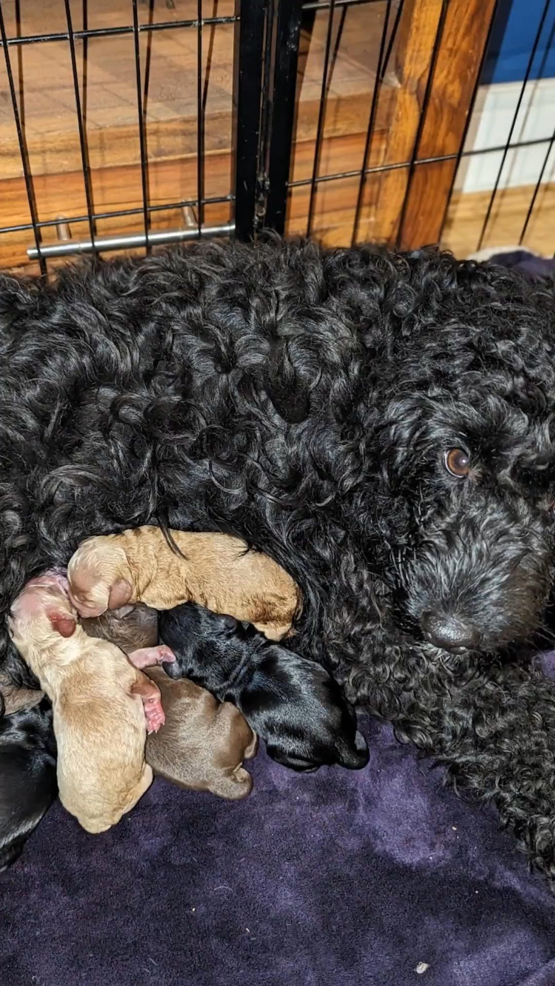 F2 Cockapoo Puppies - Two Girls Left. Ready Now! in Waverley