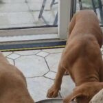 American Bully Puppies Sired by Bossy Smokey in Wealden
