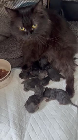 Persian Kittens - From The Family ‘purrcedric’ On Instagram in Colchester