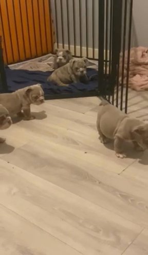 Stunning Merle / Lilac & Tan English Bulldogs in Redditch