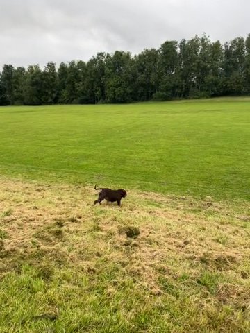 Female Pocket Bully in Blackburn
